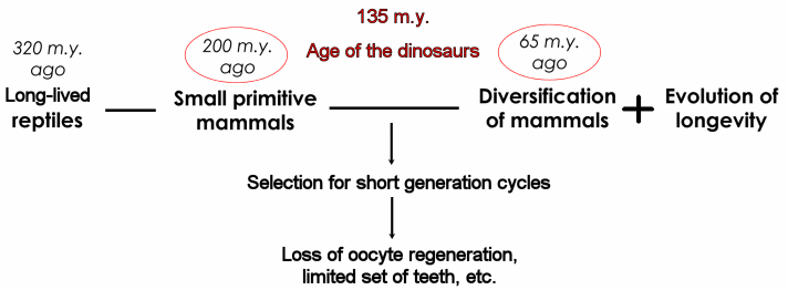 Evolution of mammalian aging
