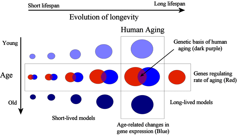 Studying human aging